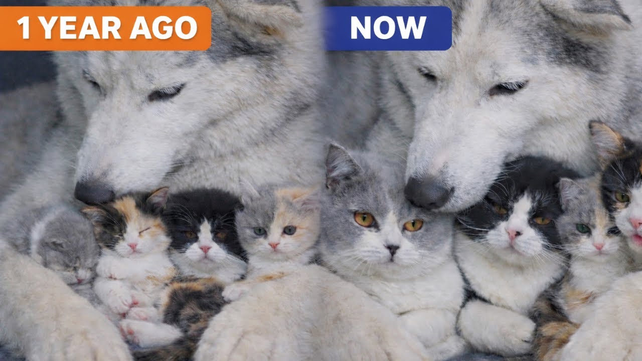 How 5 Kittens Raised by a Husky Grew Up After One Year