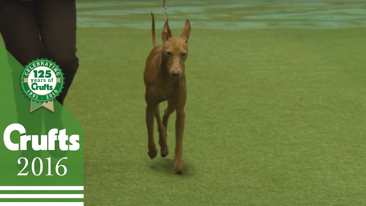 Best of Breed - Cirneco Dell'etna | Crufts 2016