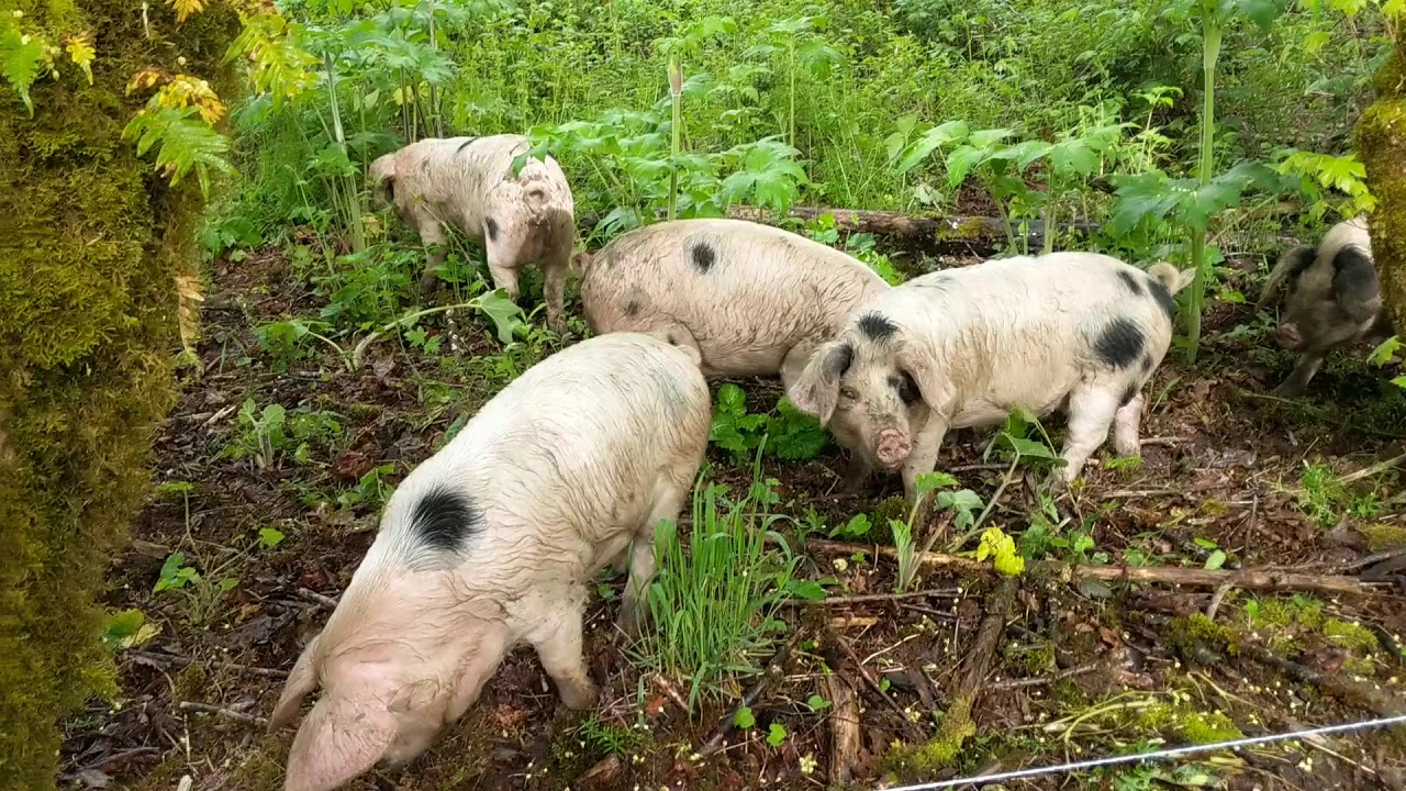 Forest foraging pigs