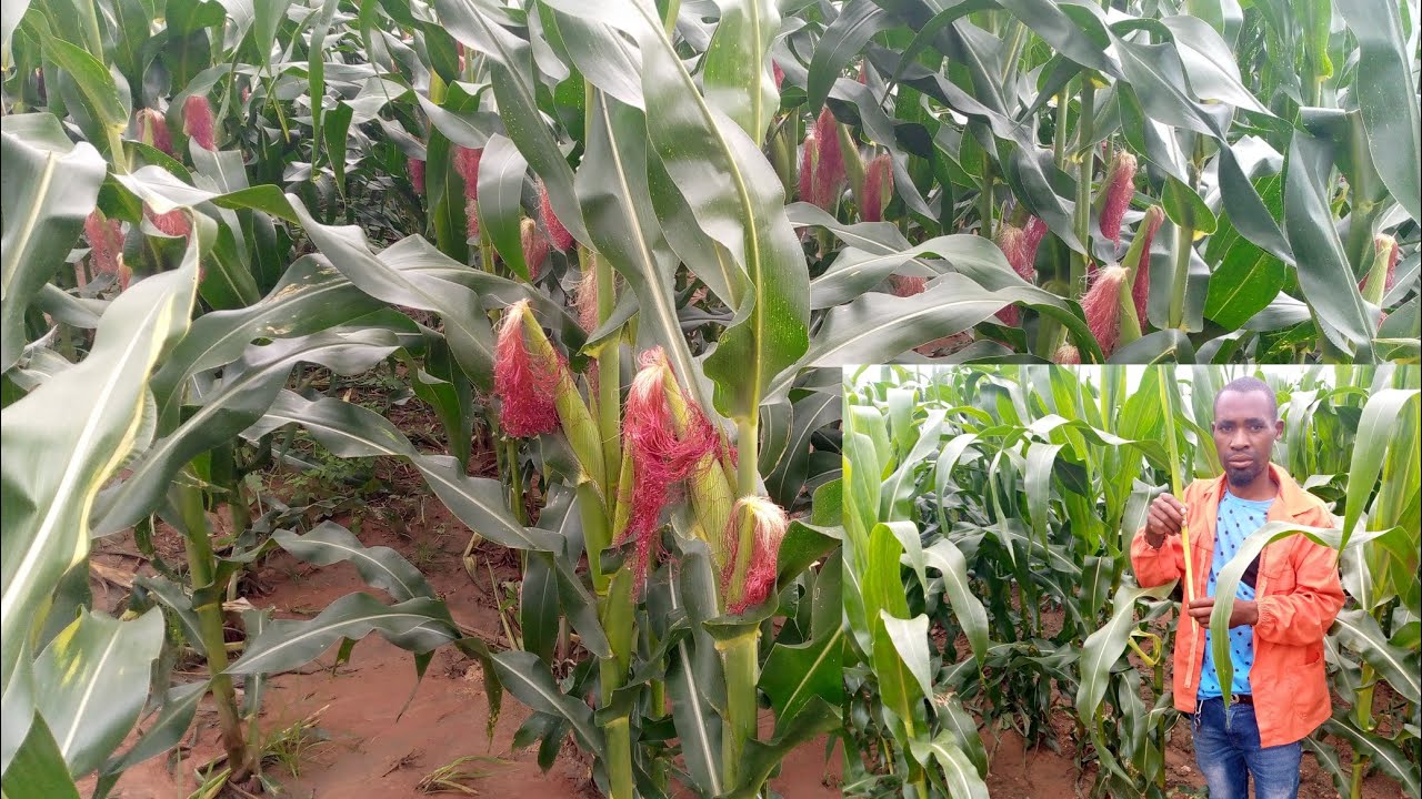 DETASELLING! A critical process in maize seed 🌽production