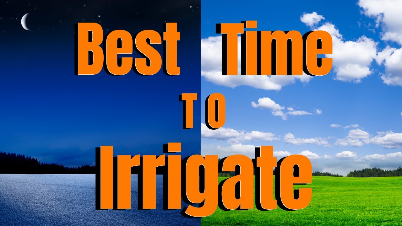 When is the best time to water your lawn?