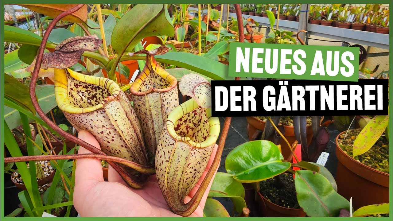 Rundgang durchs Gewächshaus im Januar 2026 #328