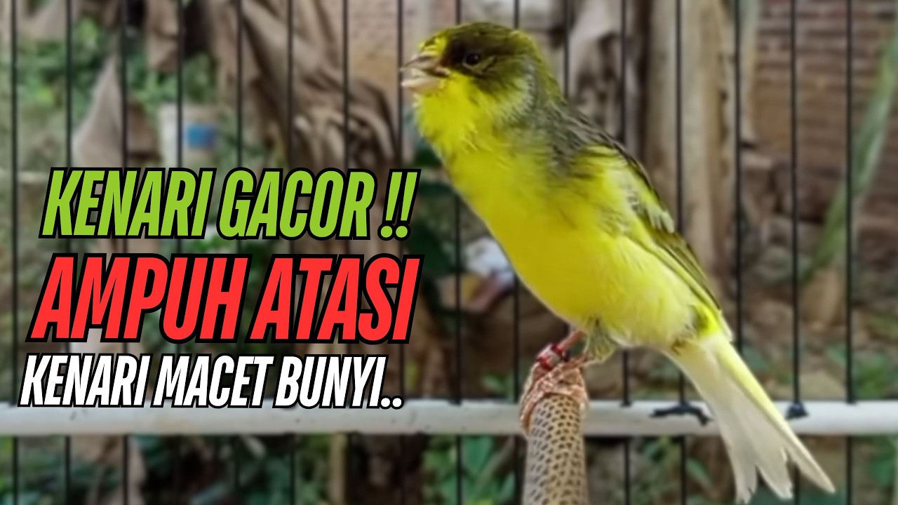 SUARA Kenari GACOR PANJANG Pancingan & masteran Kenari Paud AGAR gacor AMPUH Kenari MACET bunyii