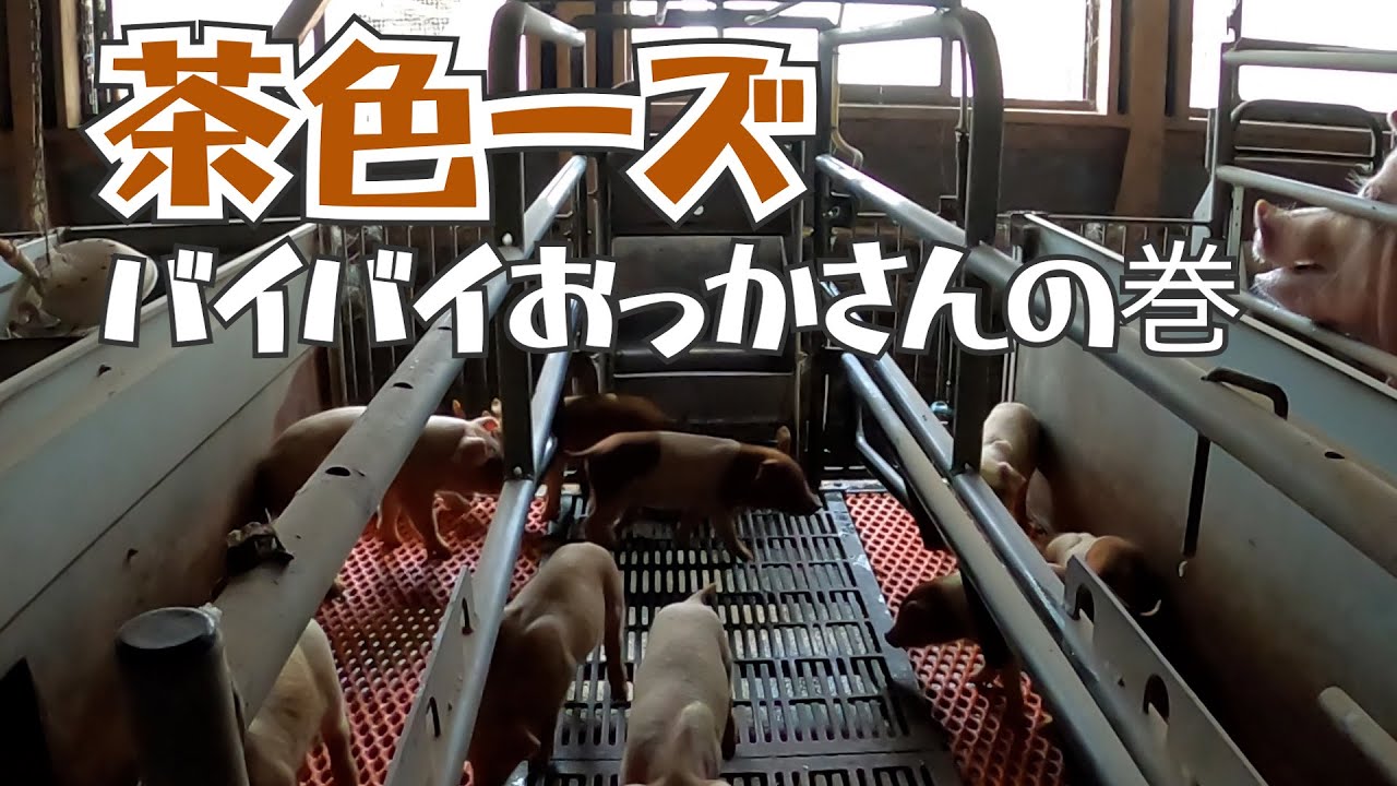 茶色ーズ　早めに離乳します