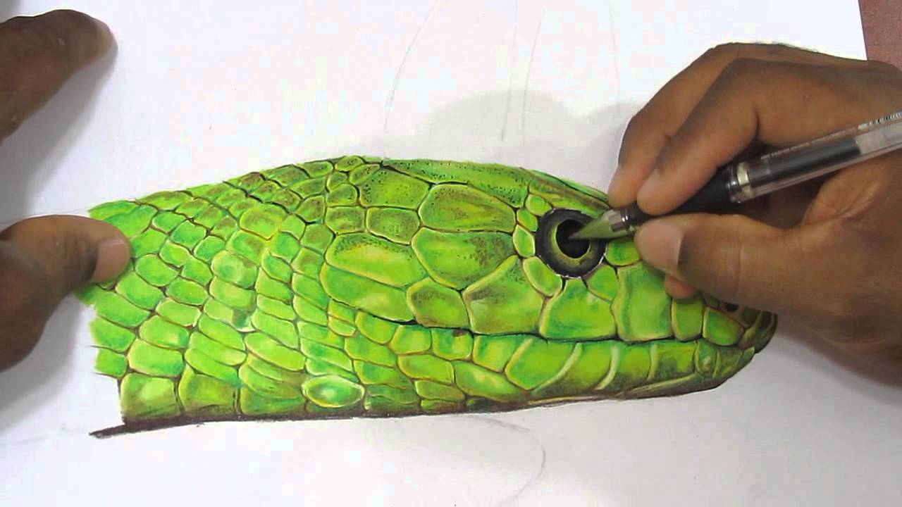 Como Dibujar una Serpiente Realista