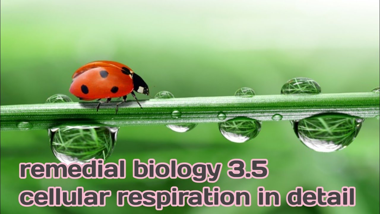 Cellular respiration||3.5 cellular respiration ||remedial biology ch 3
