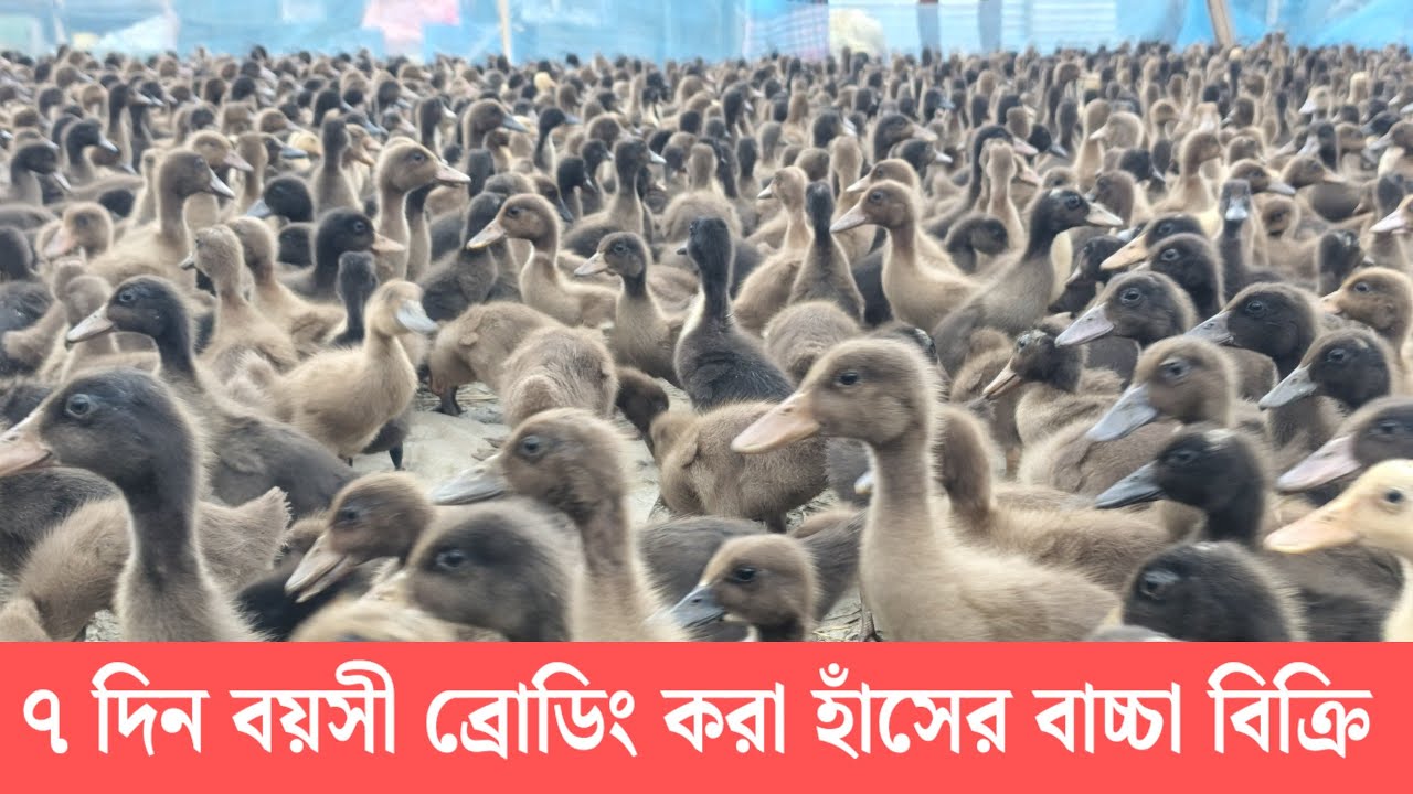 ৭ দিন বয়সী ব্রোডিং করা হাঁসের বাচ্চা বিক্রি।ব্রোডিং করা হাঁসের বাচ্চার পানি দেওয়ার নিয়ম।duck farming