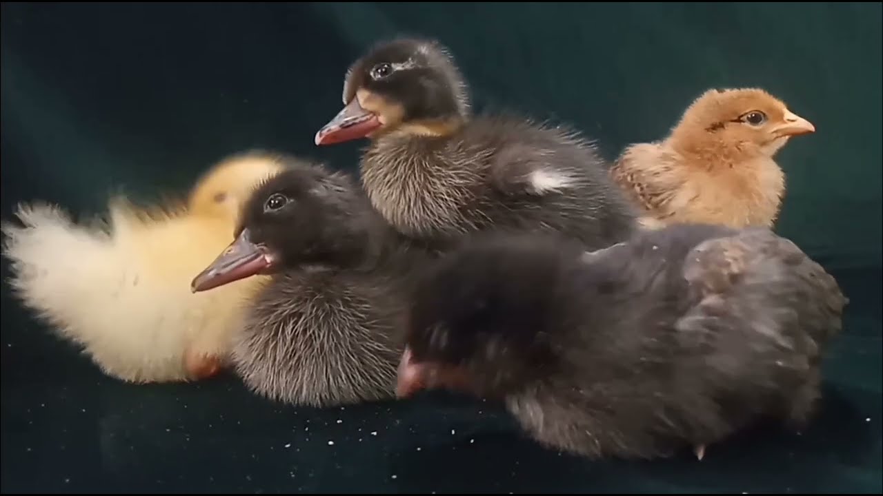 Rosie, Rodie, Ruby with Chick Friends