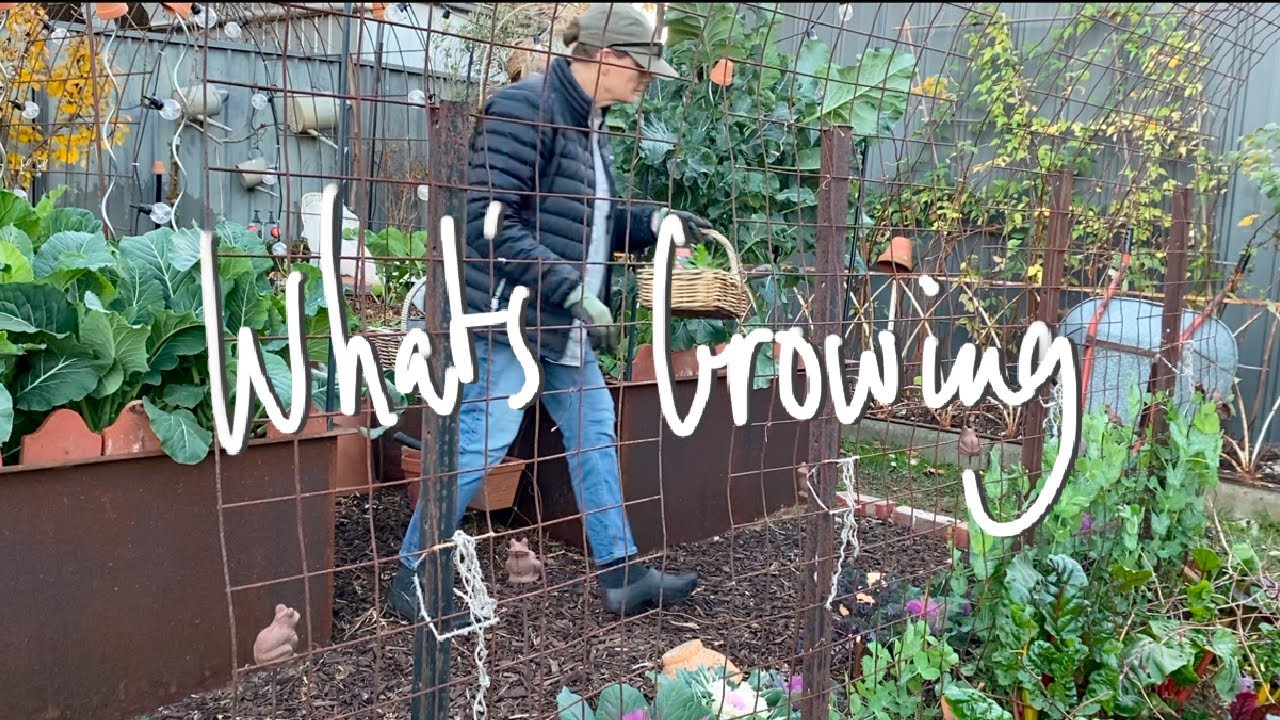 WHAT'S GROWING | What I'm GROWING & SOWING in my SMALL BACKYARD VEGETABLE GARDEN VICTORIA AUSTRALIA