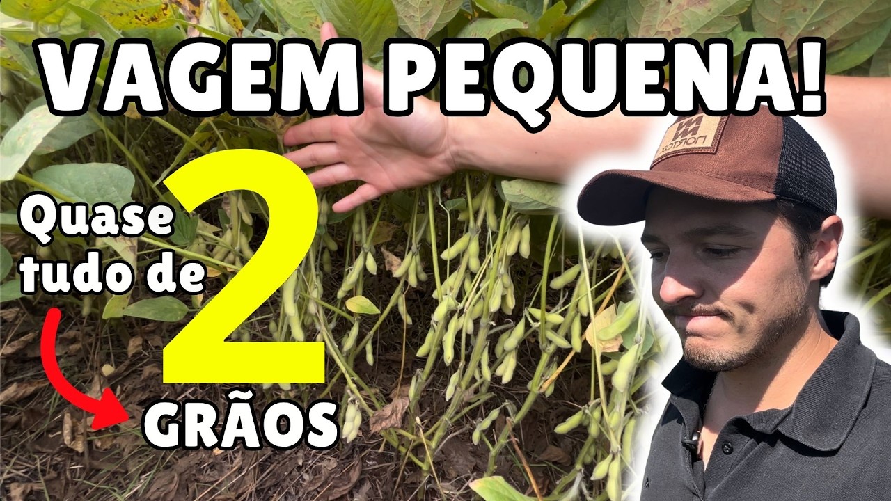 &Aacute;REA DE SOJA QUE N&Atilde;O REPLANTAMOS... 66i68 com muita vagem de 2 gr&atilde;os