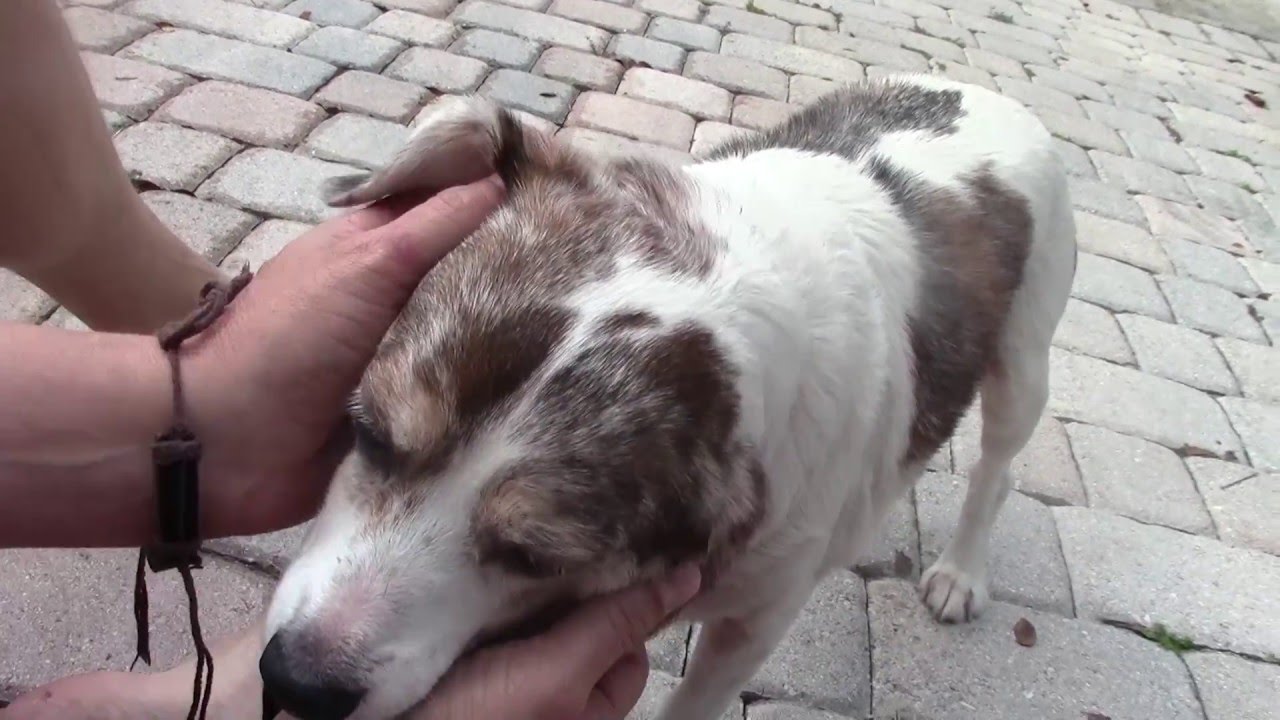 Part 1: HOW TO stop your Dog Canine Beagle Scratching Itching Allergy Flaky Skin.