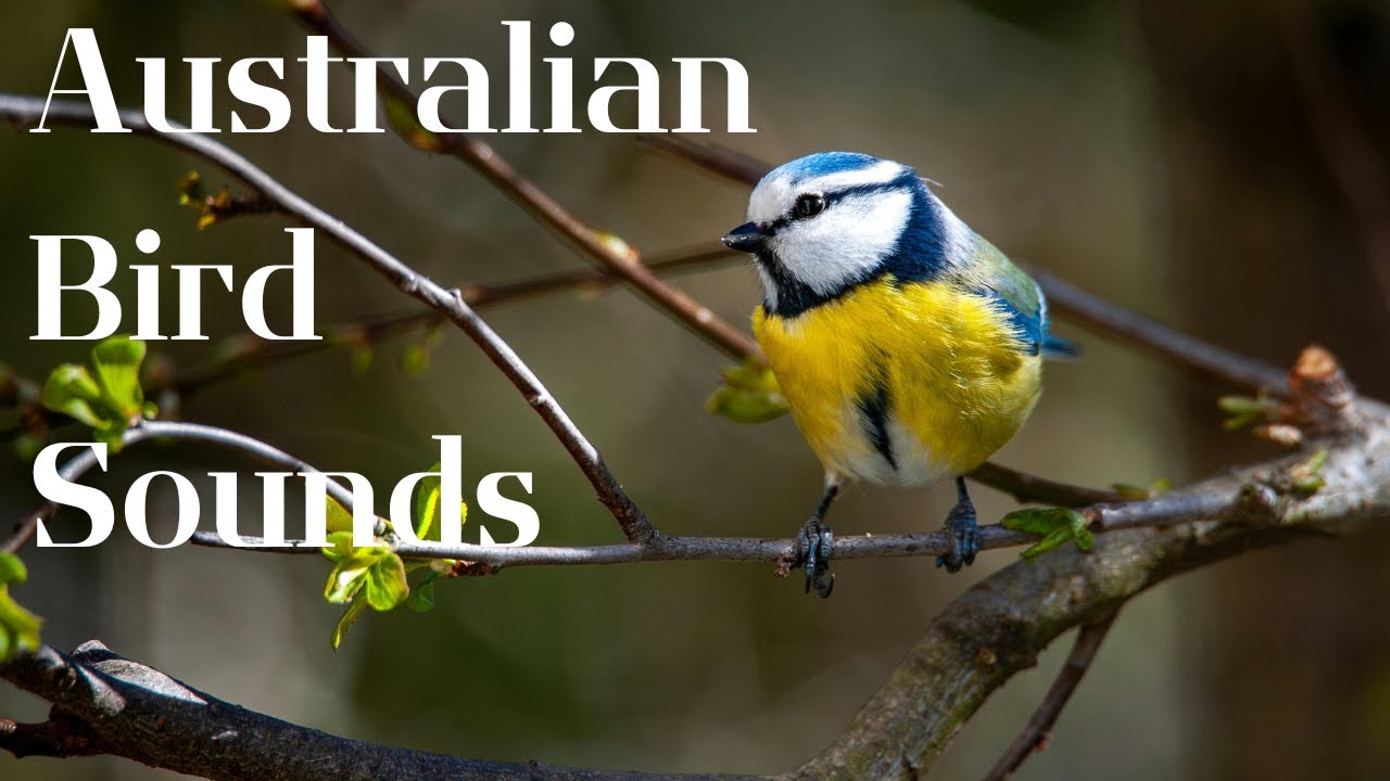 Australian Bird Sounds | Relaxing Bird Sounds