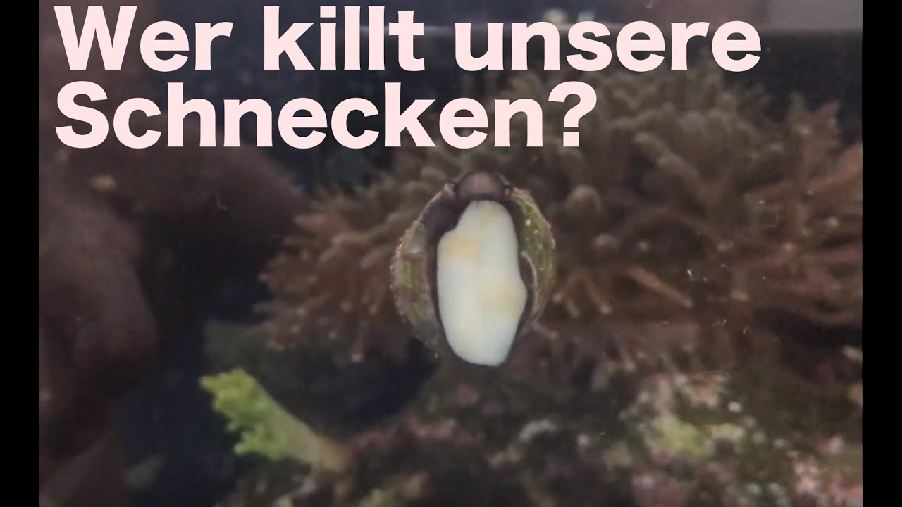 Showtank Teil 34: Putzergarnelen Lysmata amboinesis fressen Schnecken !