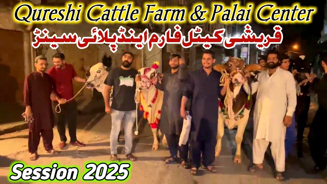 Qureshi Cattle Farm & Palai Center Rawalpindi 12 September 2024_Session 2025