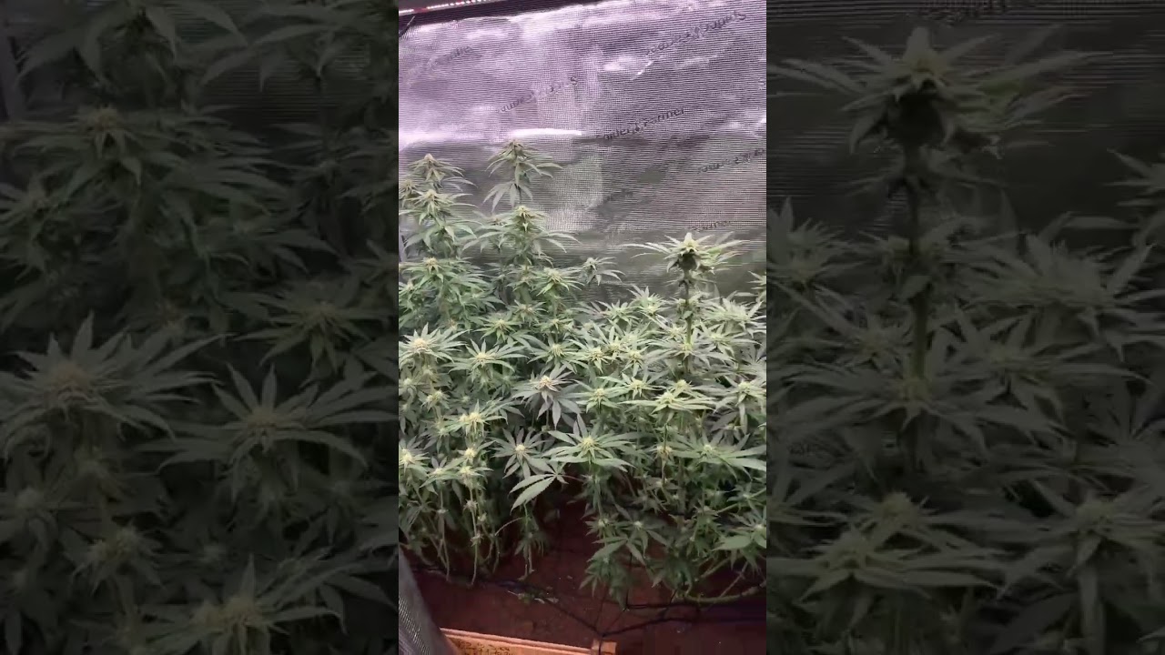 EZ-8 lighting up the early flower phase with impressive growth🌱#blackfridaydeals #gaming #growlight