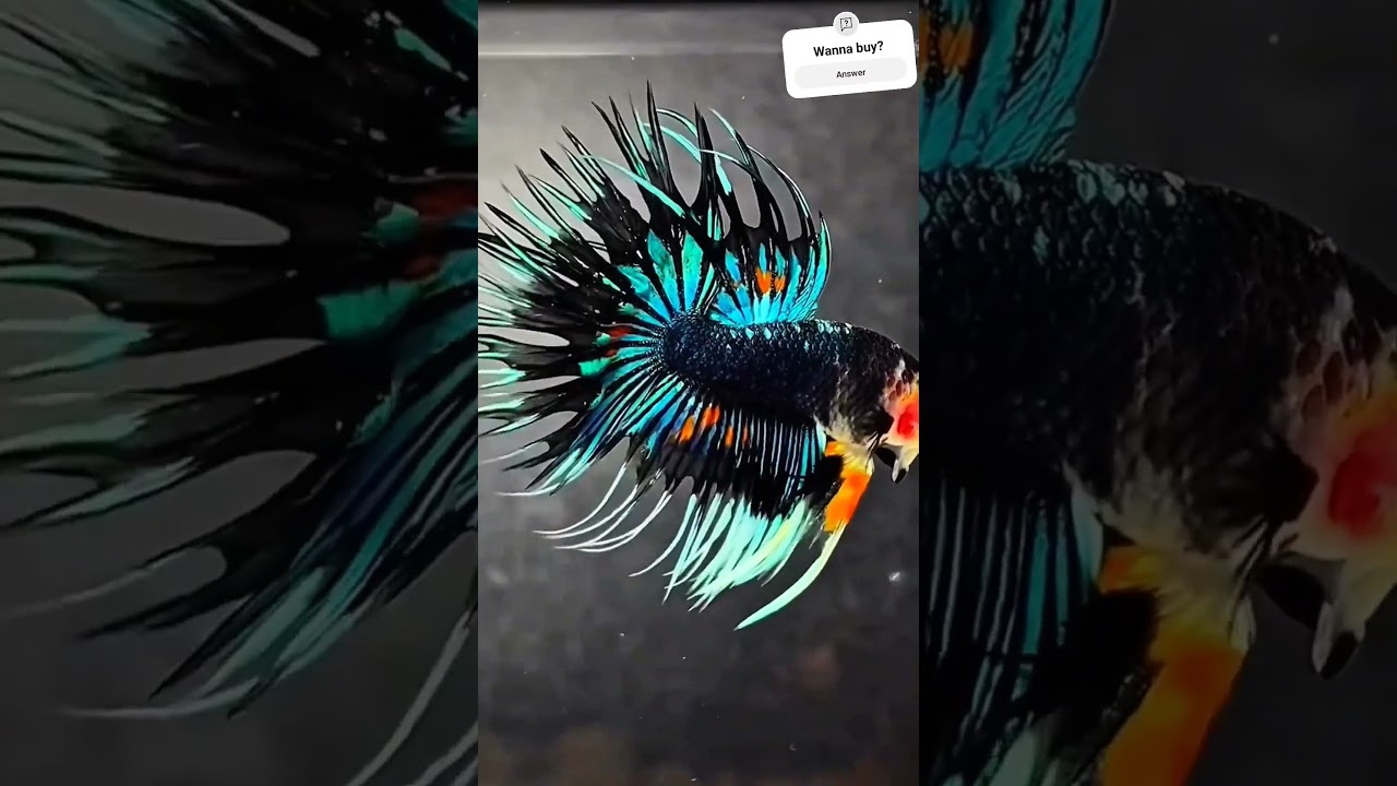 Super rare betta fish. Exotic breed. Exclusive