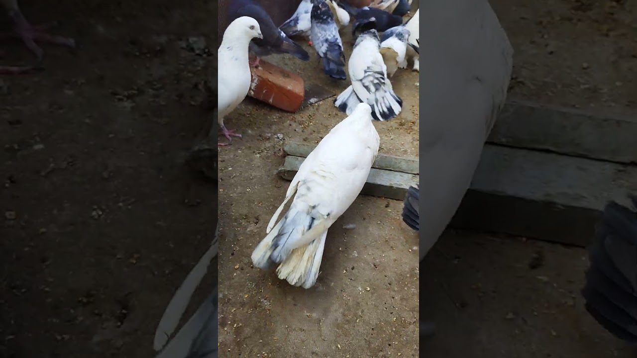 #kaldume #laldume #kabutar #pigeon