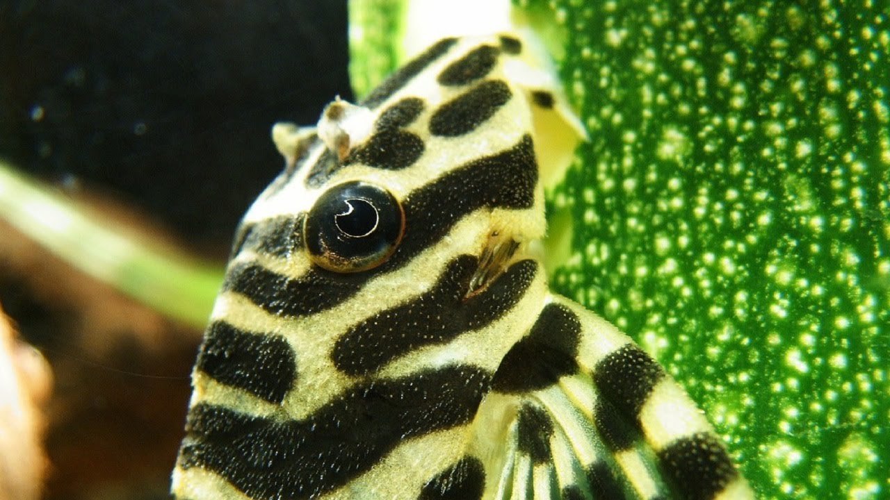 Wild Caught L134 Pleco Tank
