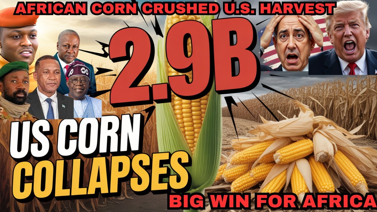 Как кукурузная революция в Африке уничтожила урожай Америки в 2,9 миллиарда фунтов: