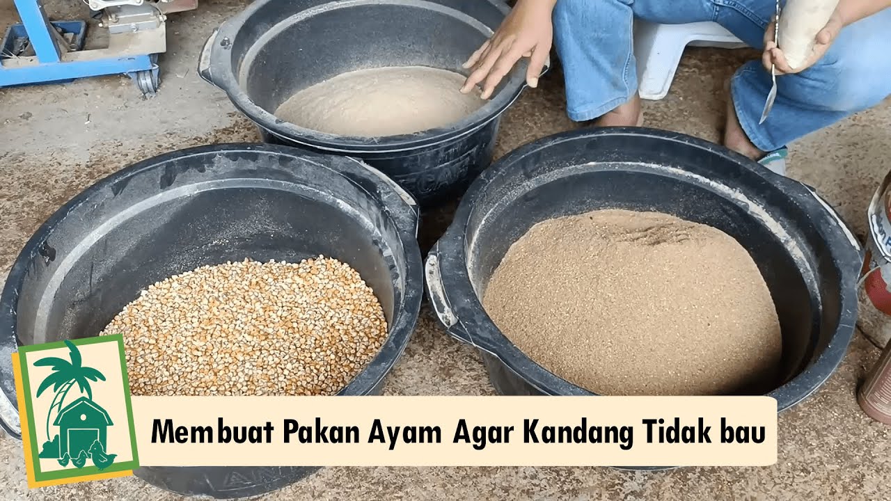 Meracik Pakan agar Ayam Kampung Sehat dan Tidak Bau