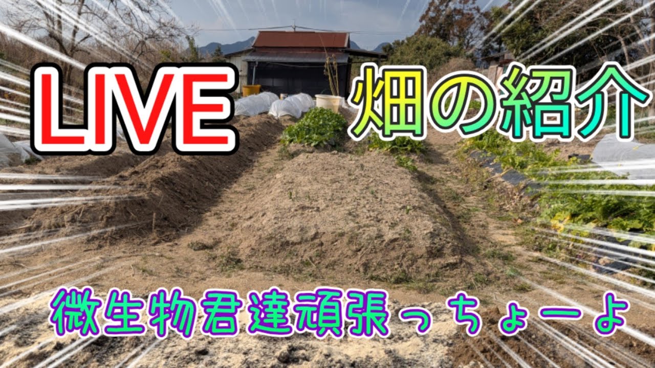 2026/2/2 畑の紹介　LIVE配信　微生物君達の働き絶大