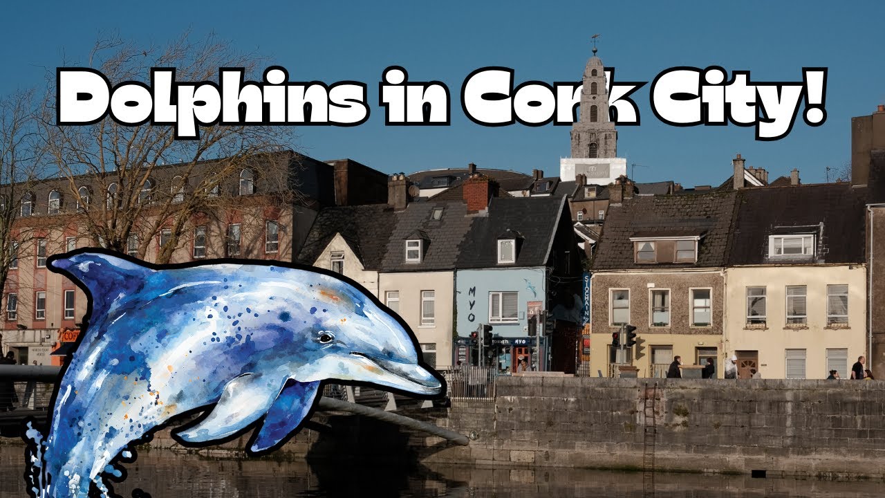 Dolphins in Cork City