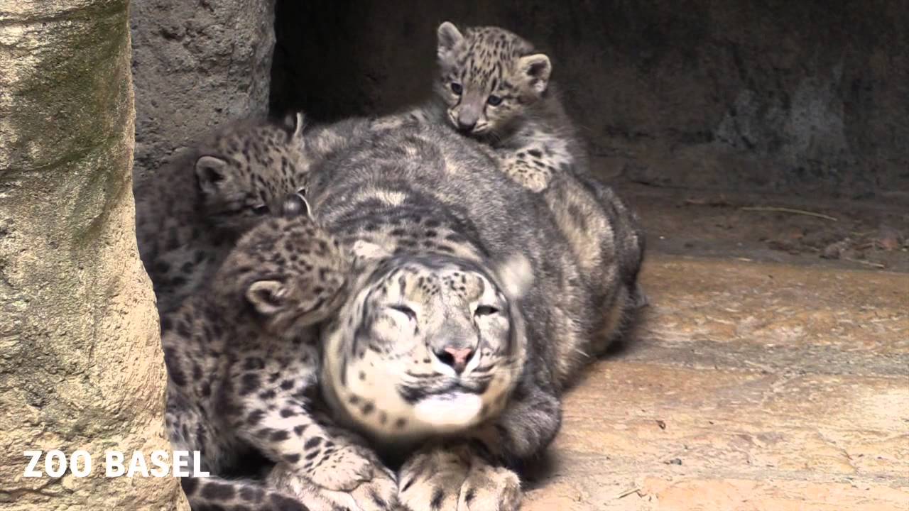 Junge Schneeleoparden im Zoo Basel
