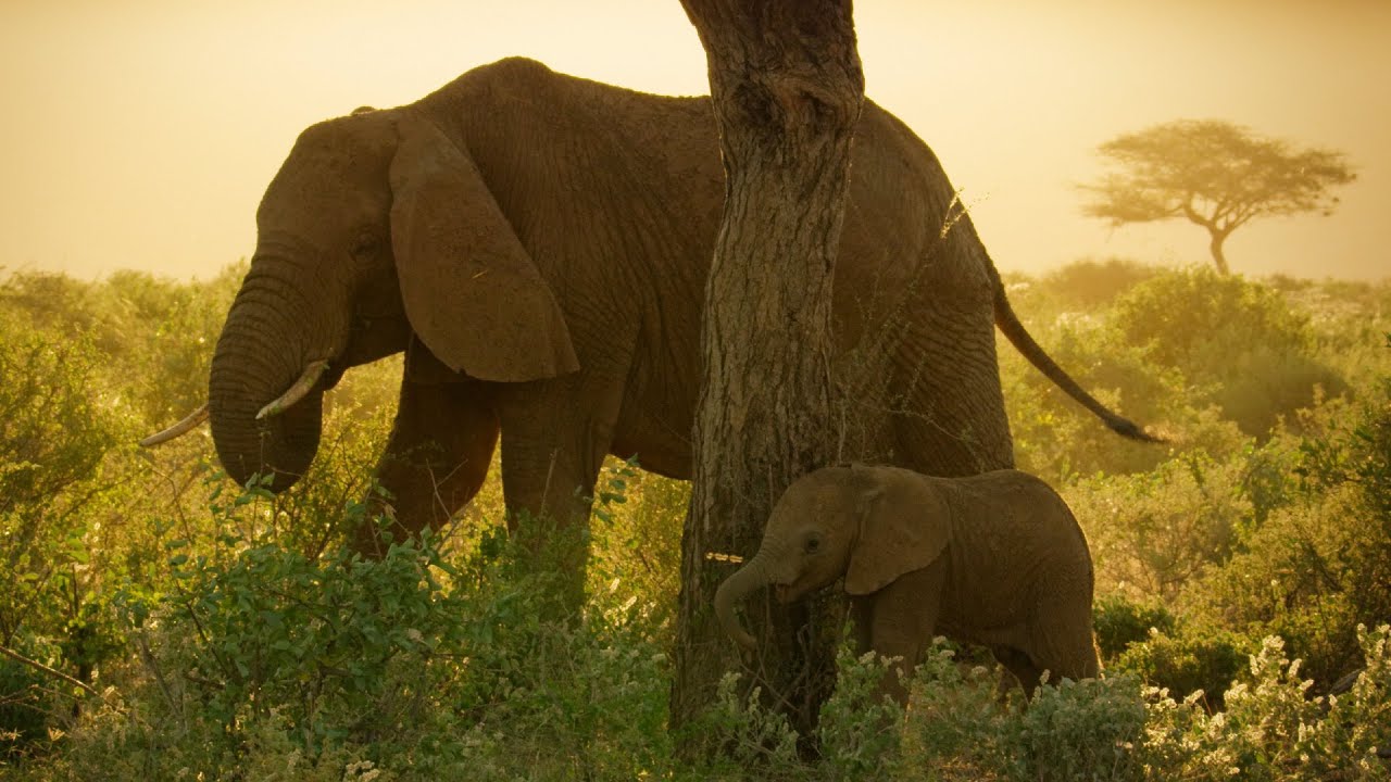 Cute Baby Becomes Part of the Elephant Herd 🐘 | Life: First Steps | Animal Friends