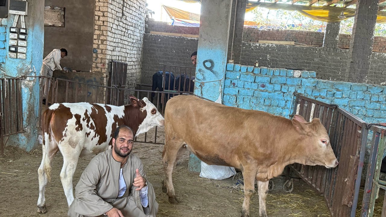 ‏الحج حمادة أبو الحاج يعود مفاجأةالجرسي السمنتال البيور ركز في السعر في التفاصيل 01091804998