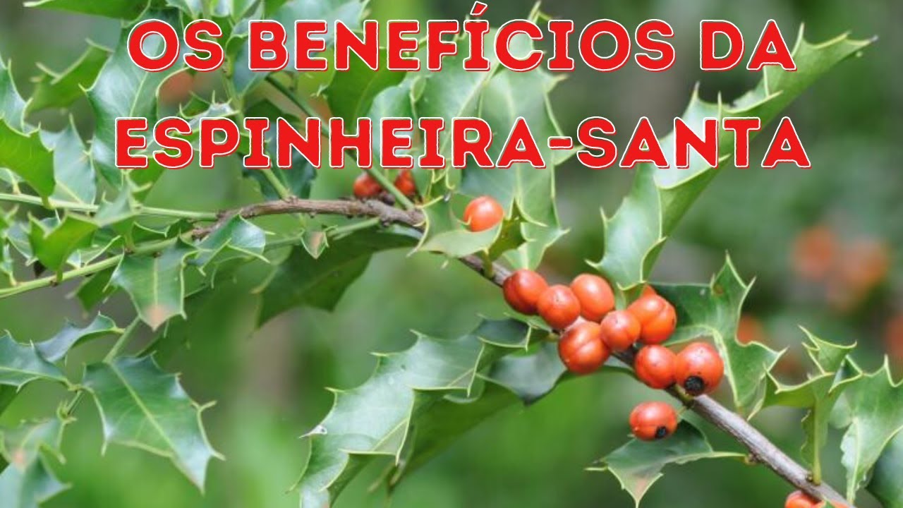 CONFIRA OS 10 BENEF&Iacute;CIOS DA ESPINHEIRA SANTA PARA NOSSA SA&Uacute;DE