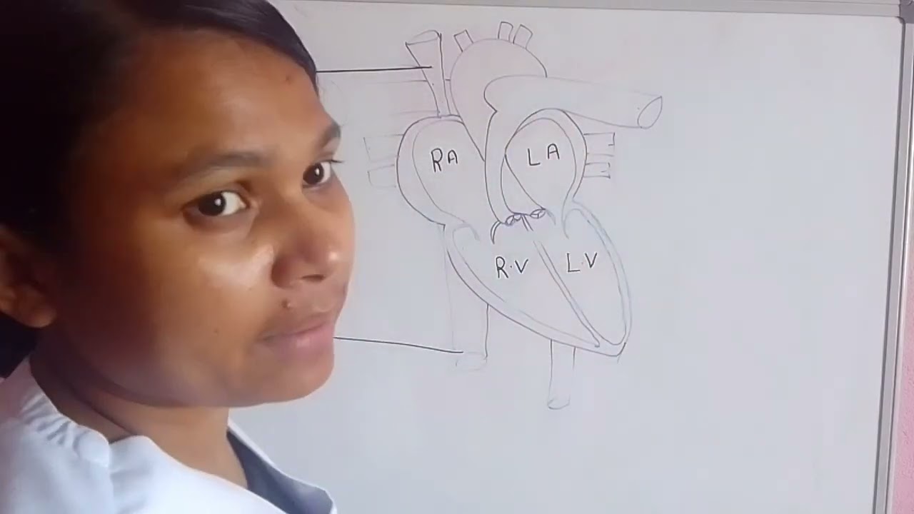In this video, we will learn about the structural  part of heart .