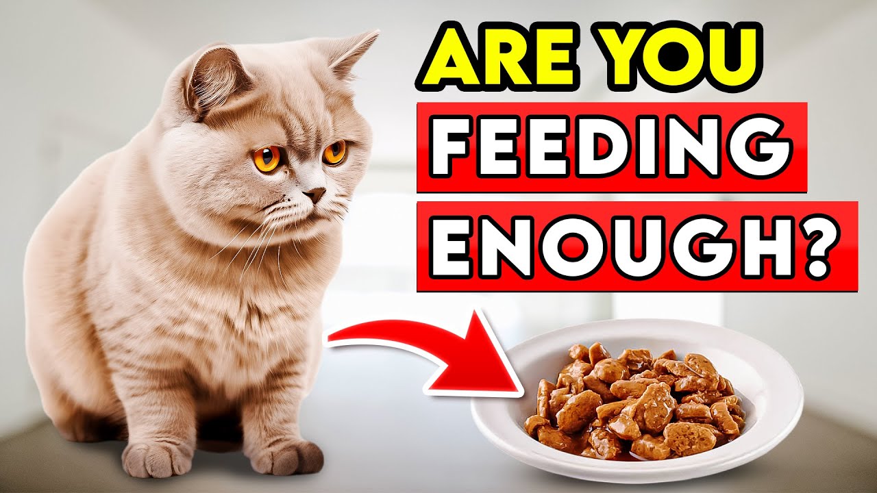 What's the Perfect Meat Portion for Your Feline Friend?