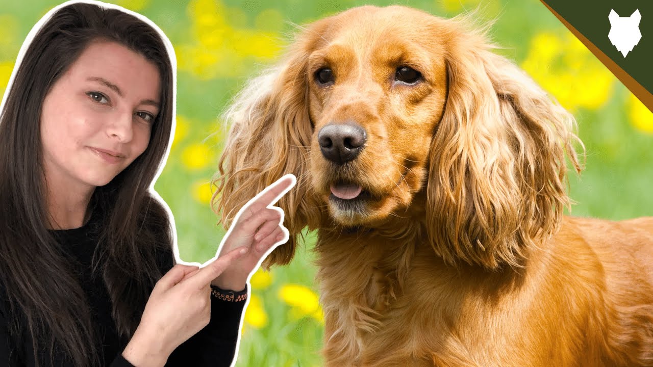 HOW MUCH EXERCISE DOES A COCKER SPANIEL NEED?
