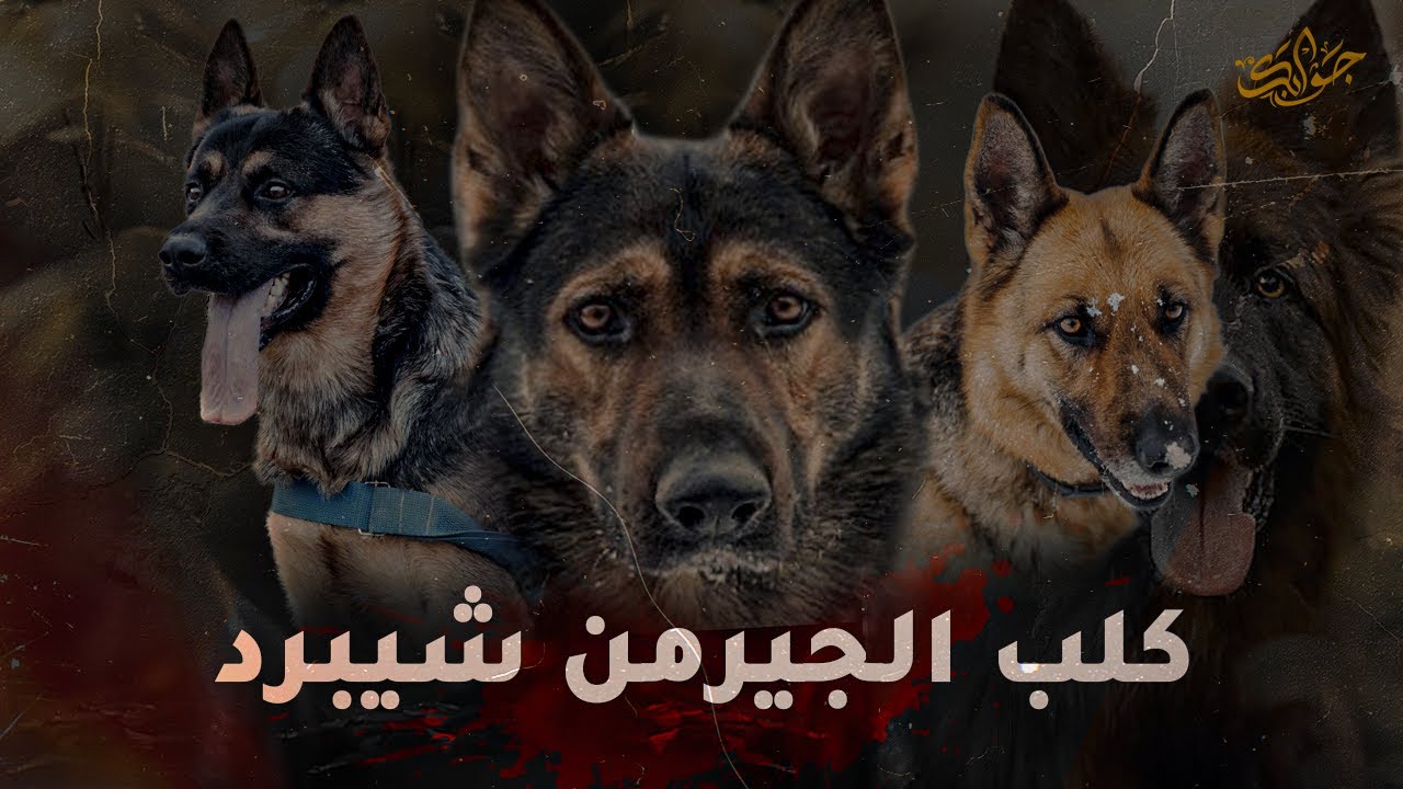 لماذا كلب الجيرمن شيبرد بالذات هو معشوق الجميع حول العالم ؟