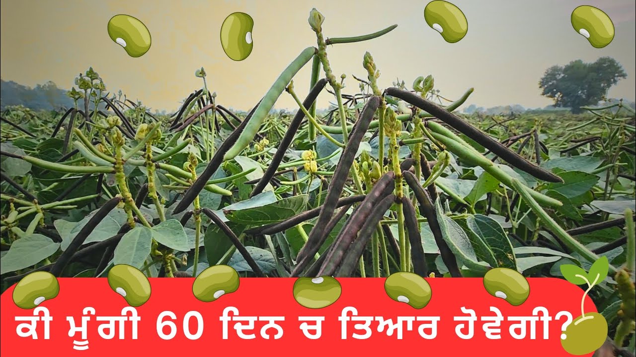 ਮੂੰਗੀ ਫਸਲ ਦੇ 60 ਦਿਨਾਂ ਚ ਵੱਢਣ ਦਾ ਝਮੇਲਾ  mung crop 60 day Harvesting truth