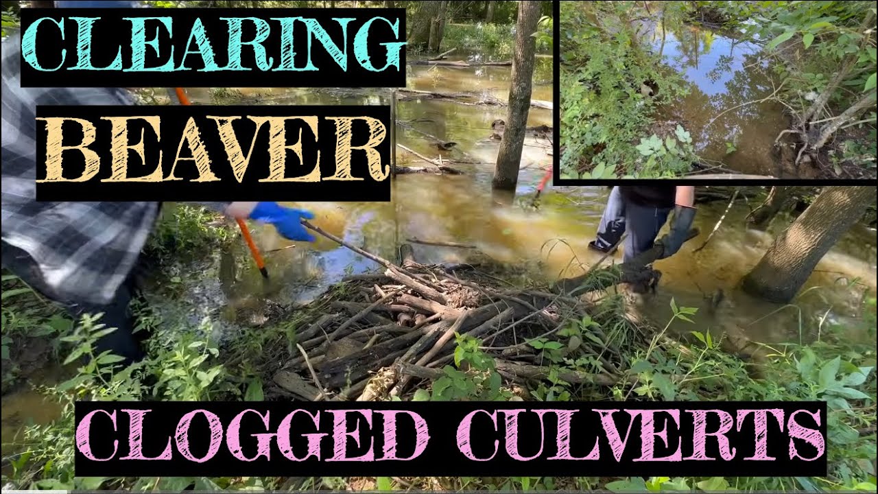 UNCLOGGING BEAVER CLOGGED CULVERT! 05/2025
