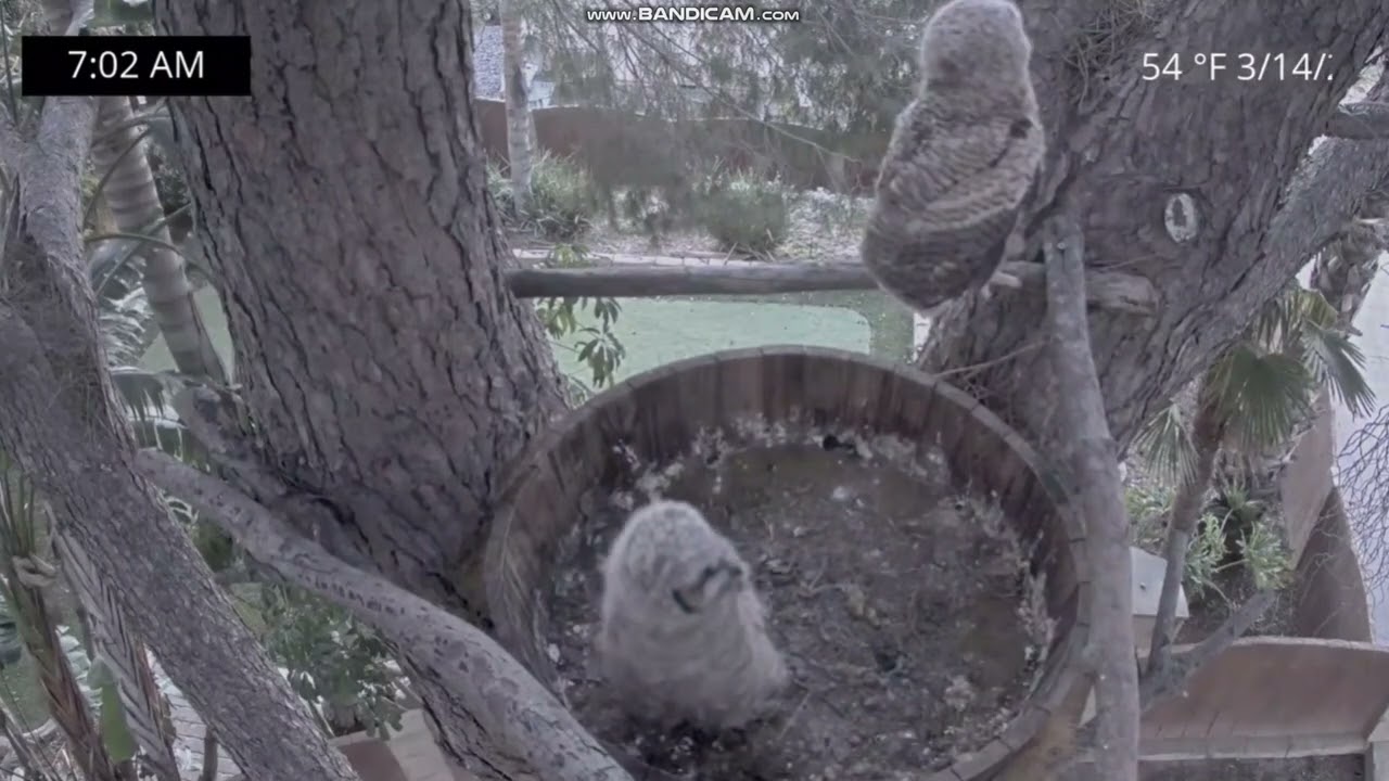 Puchacz wirginijski, Corona w Kaliforni - 🦉🦉Meadow & Nugget wyszły z gniazda  2026 03 14