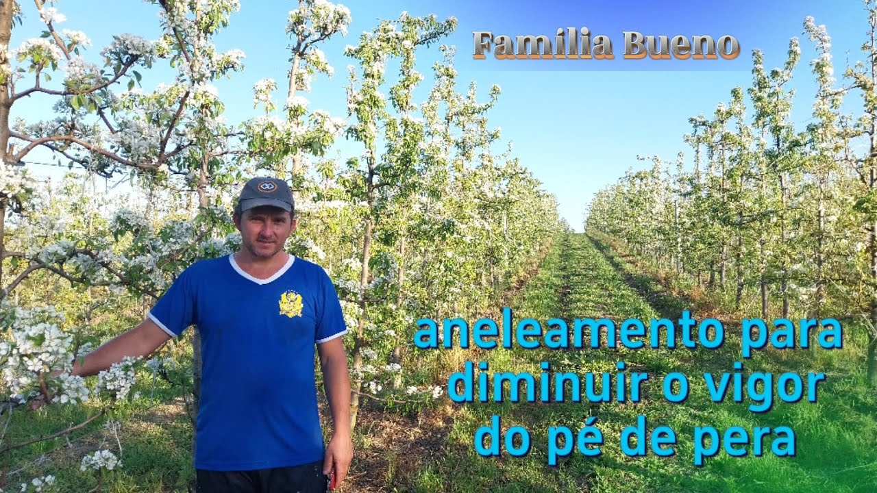 COMO FAZER UM PE DE PERA PRODUZIR MAIS