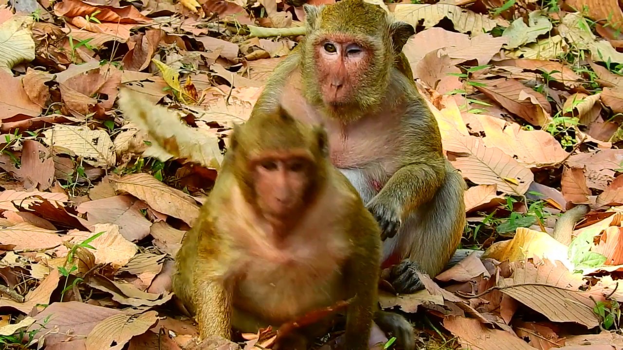 Very lazy Monkey eating like the pig sleeping eat bad spoil sweet pea.