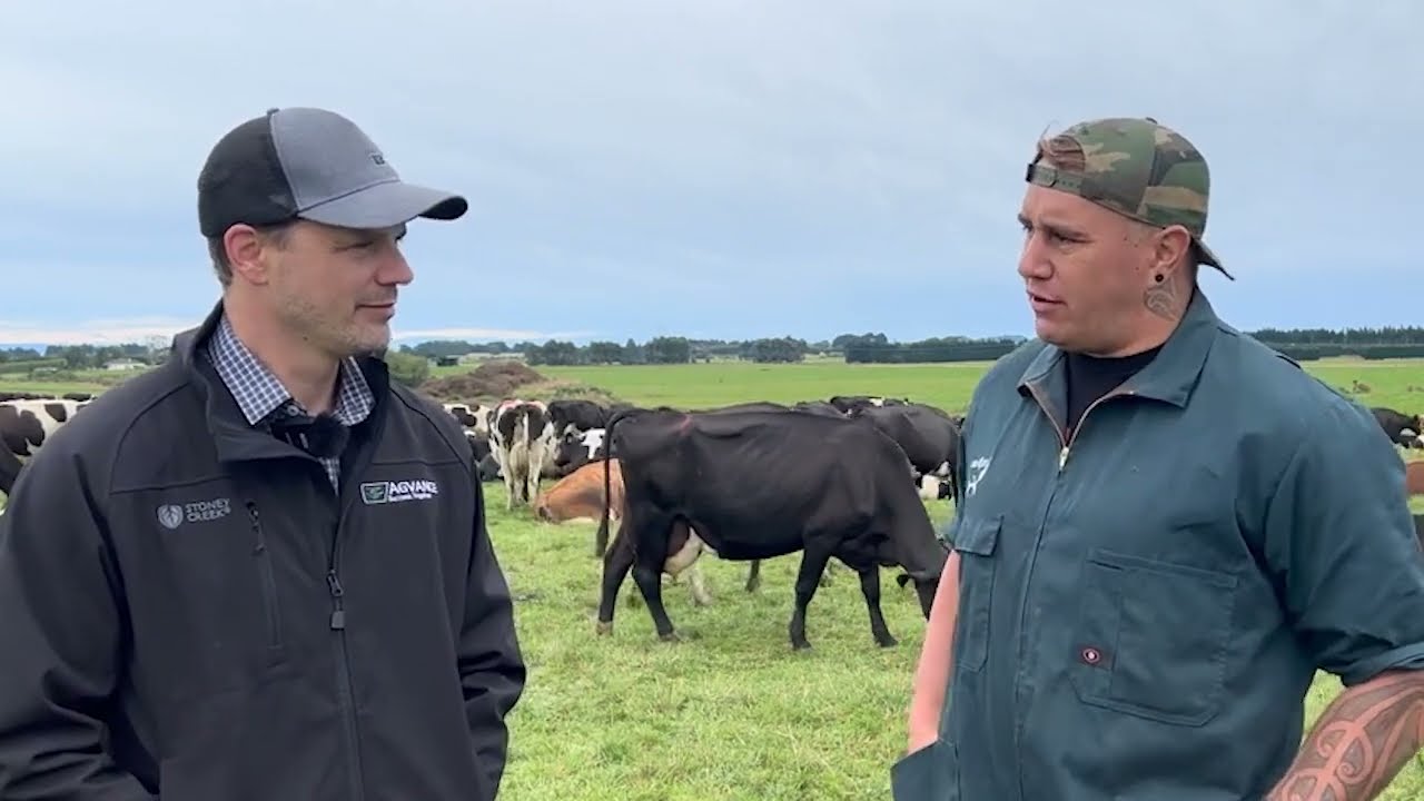 How do rumen buffers help | Agvance Nutrition