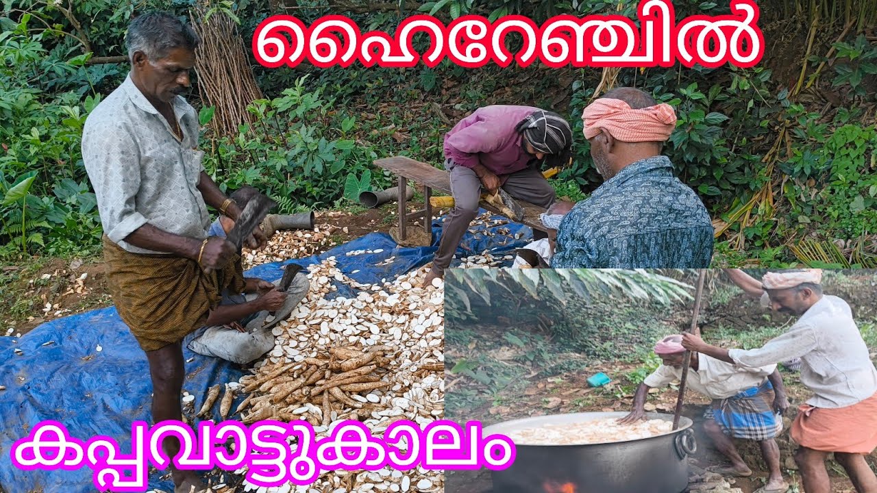 Tapioca Season#agriculture#Antony Muniyara Vlogs