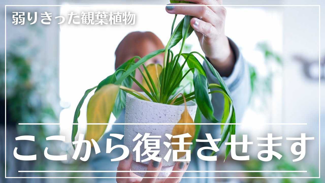 【この冬植物が弱った方は見て】我が家の弱った観葉植物救出作戦！