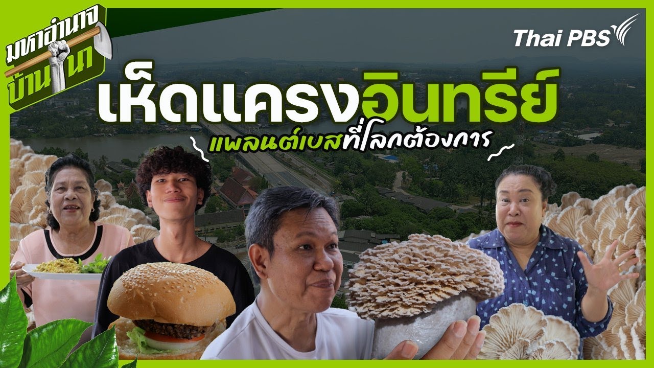 เห็ดแครงอินทรีย์ แพลนต์เบสที่โลกต้องการ | มหาอำนาจบ้านนา