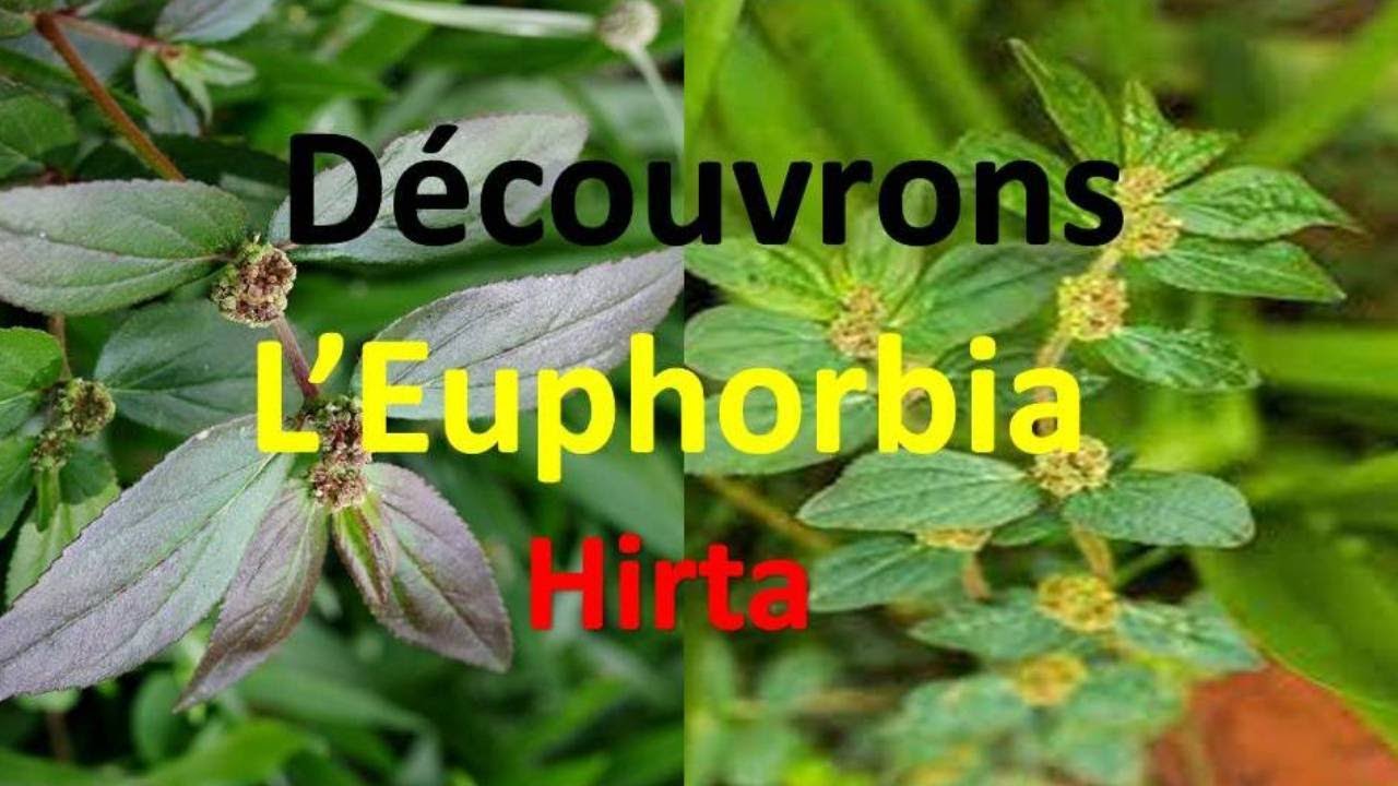 Euphorbia hirta, Asthma herb partie 1