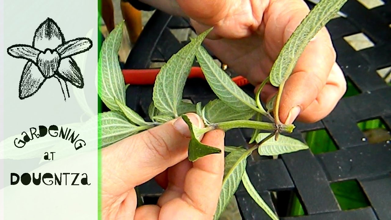 How To Propagate Salvia - taking sage cuttings in autumn
