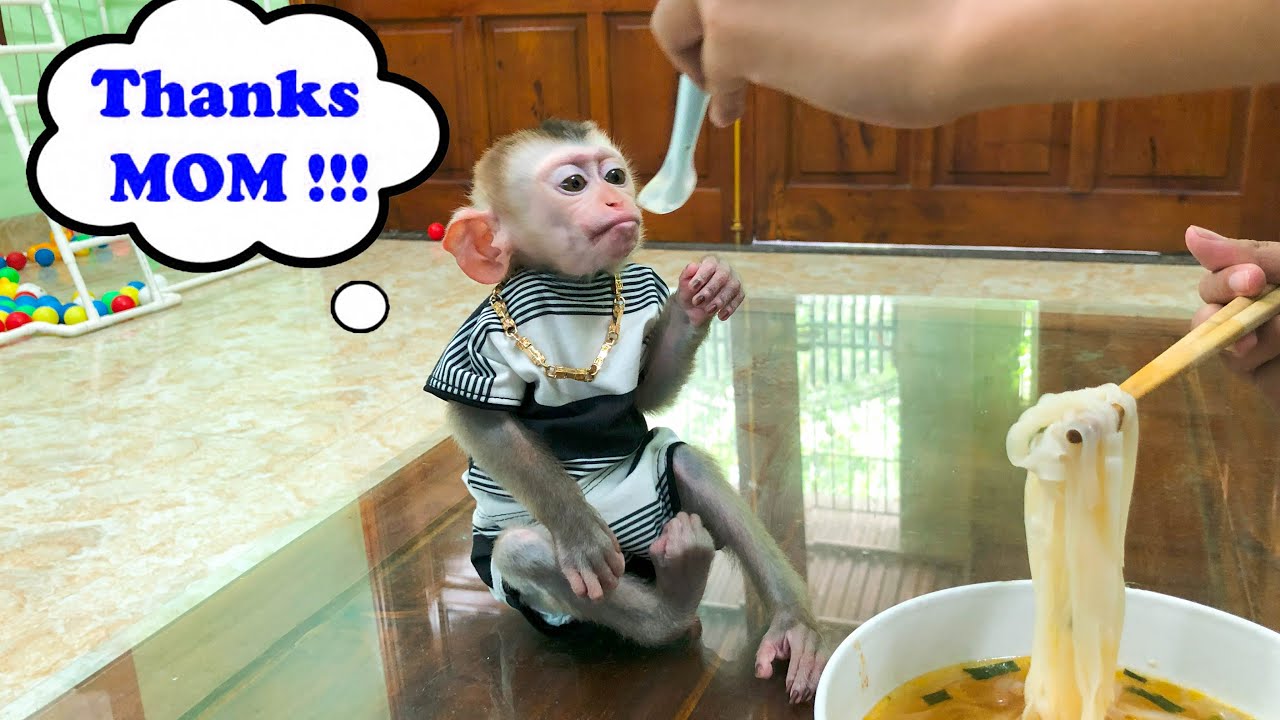 too smart! Monkey Bin is hungry, holds a packet of pho and tells his mother to cook for him