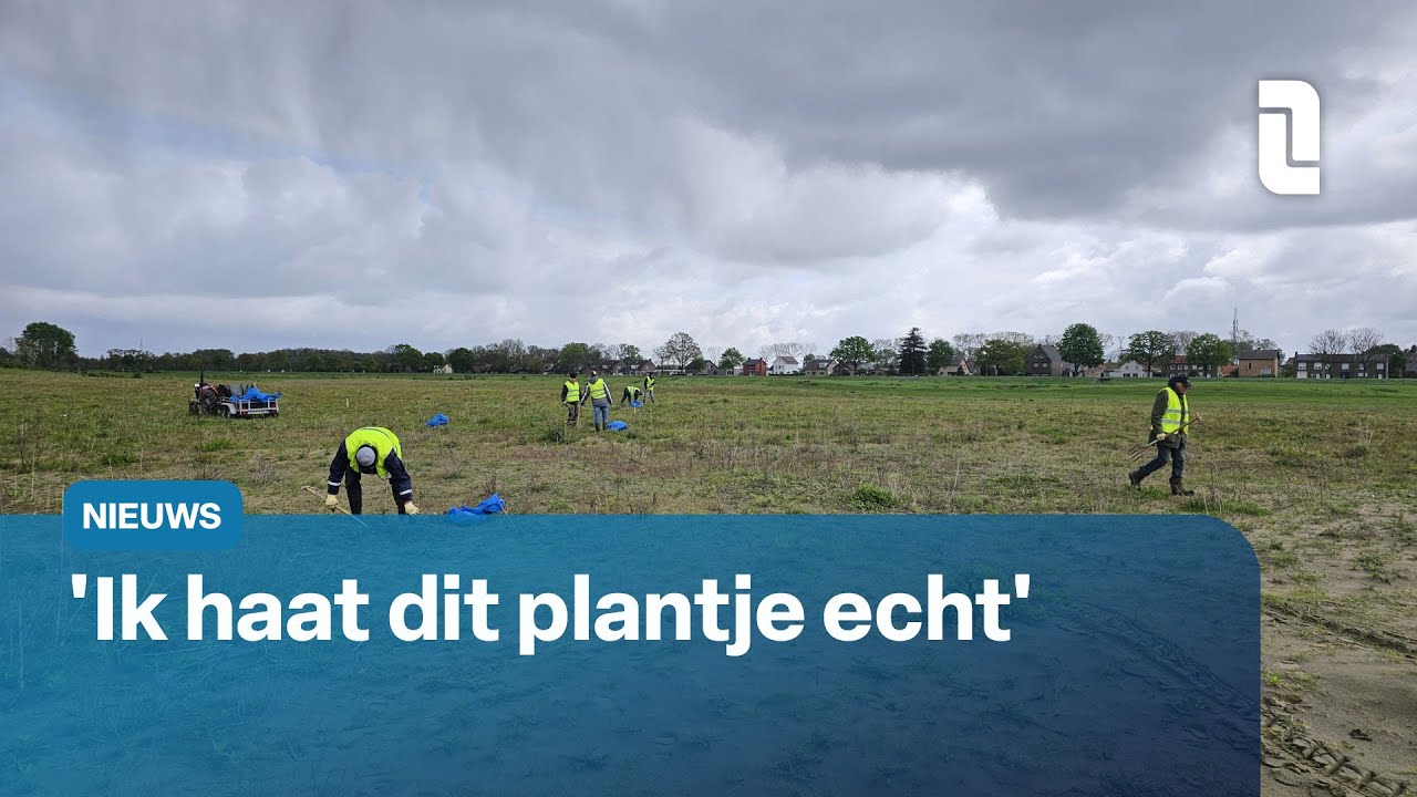 Vrijwilligers gaan de strijd aan met de Japanse duizendknoop 🌱⚔️ | L1 Nieuws