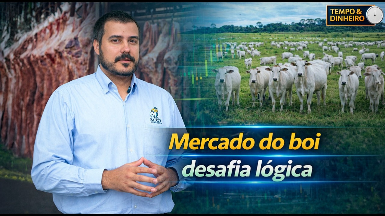 Boi gordo segue pressionado apesar da oferta comedida e demanda sustentada, analisa Felipe Fabbri
