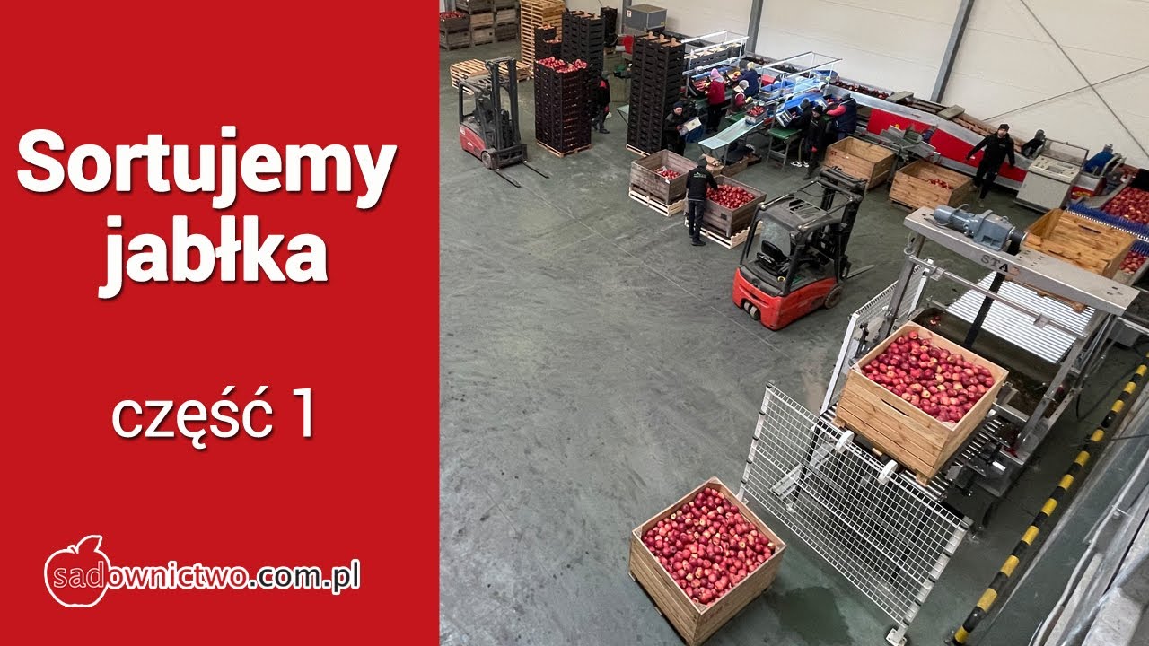Sortujemy jabłka - część 1 - Red Jonaprince [Sorting lines for Apples]