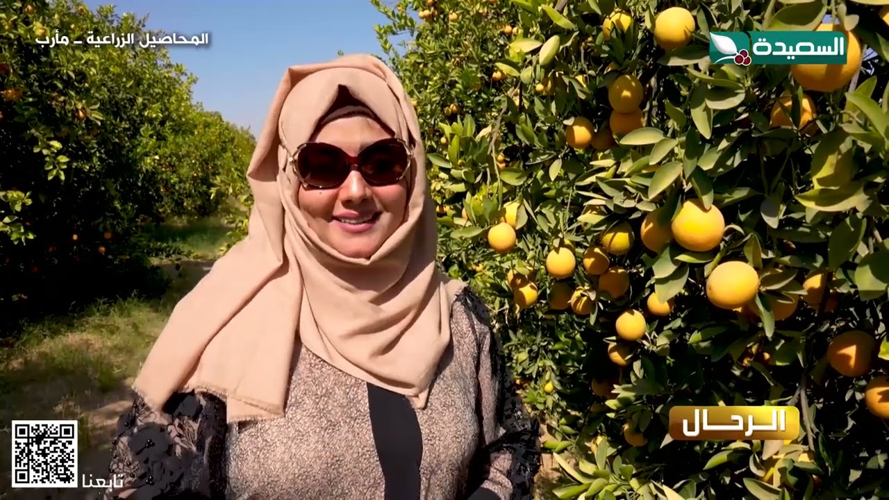 مأرب نهضة زراعية تبشر بعودة جنتين سبأ_مايا العبسي تستكشف ذلك #طائر_السعيدة #رمضان